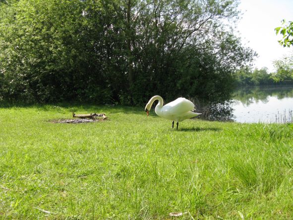 schwan.jpg