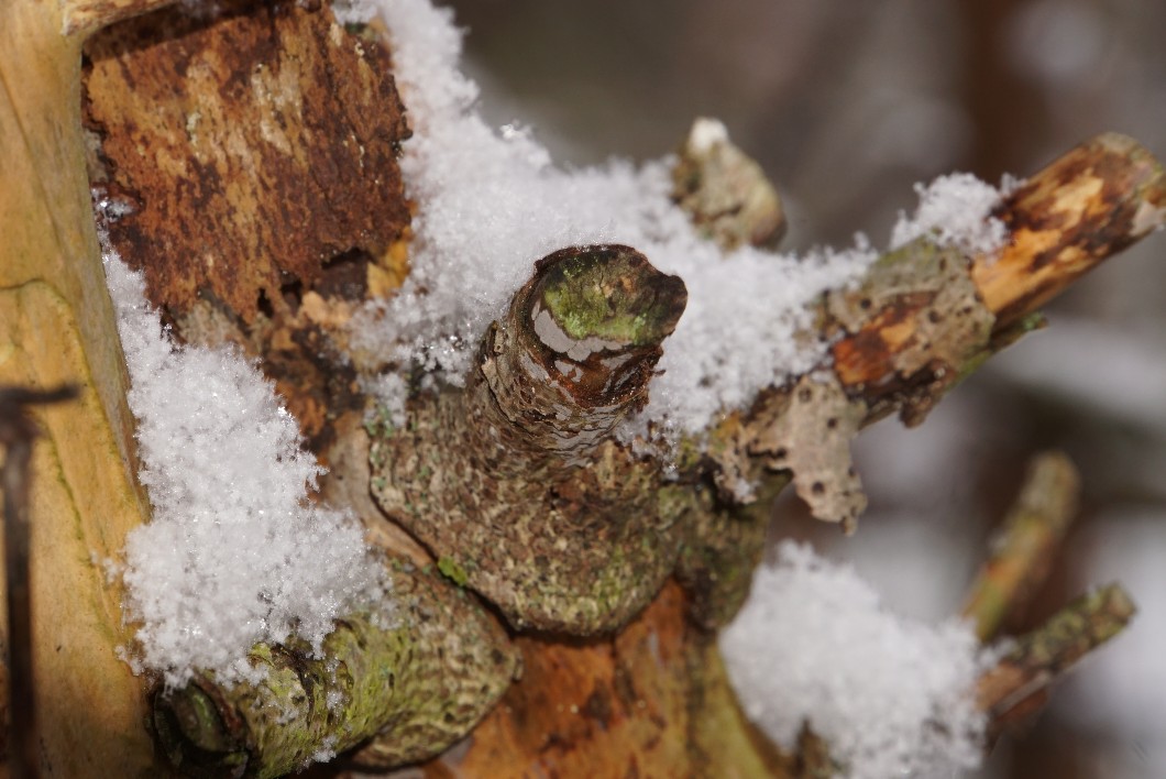 schnee_kurz_jan_2022.jpg