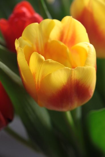 img_7406tulpe.jpg