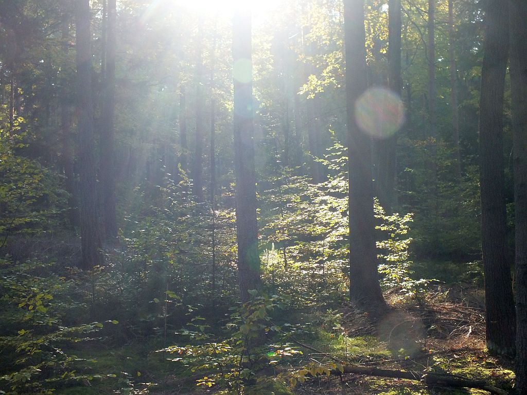 wald01.jpg