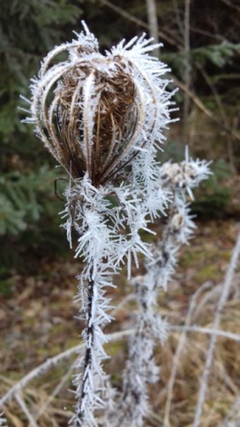 20220127_102118frostkunst.jpg