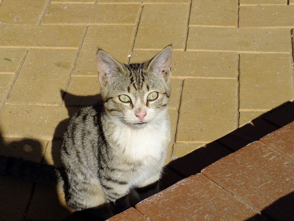 katze-afrikanische.jpg