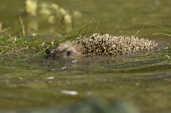 hedgehog_swimming.jpg