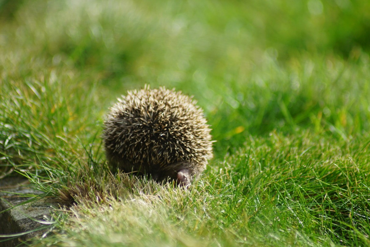 bin_mal_weg_igel.jpg