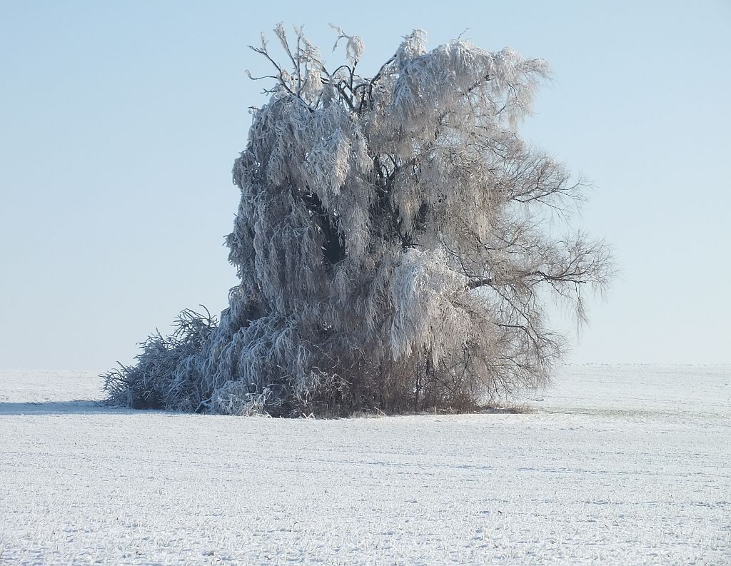 baum_winter_b.jpg