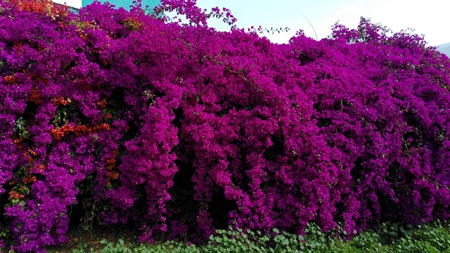 bougainvilla_1.jpg