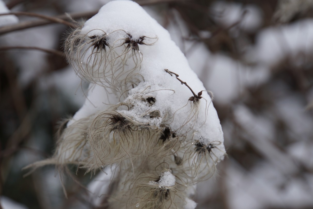 waldrebe_im_schnee_feb_2021.jpg