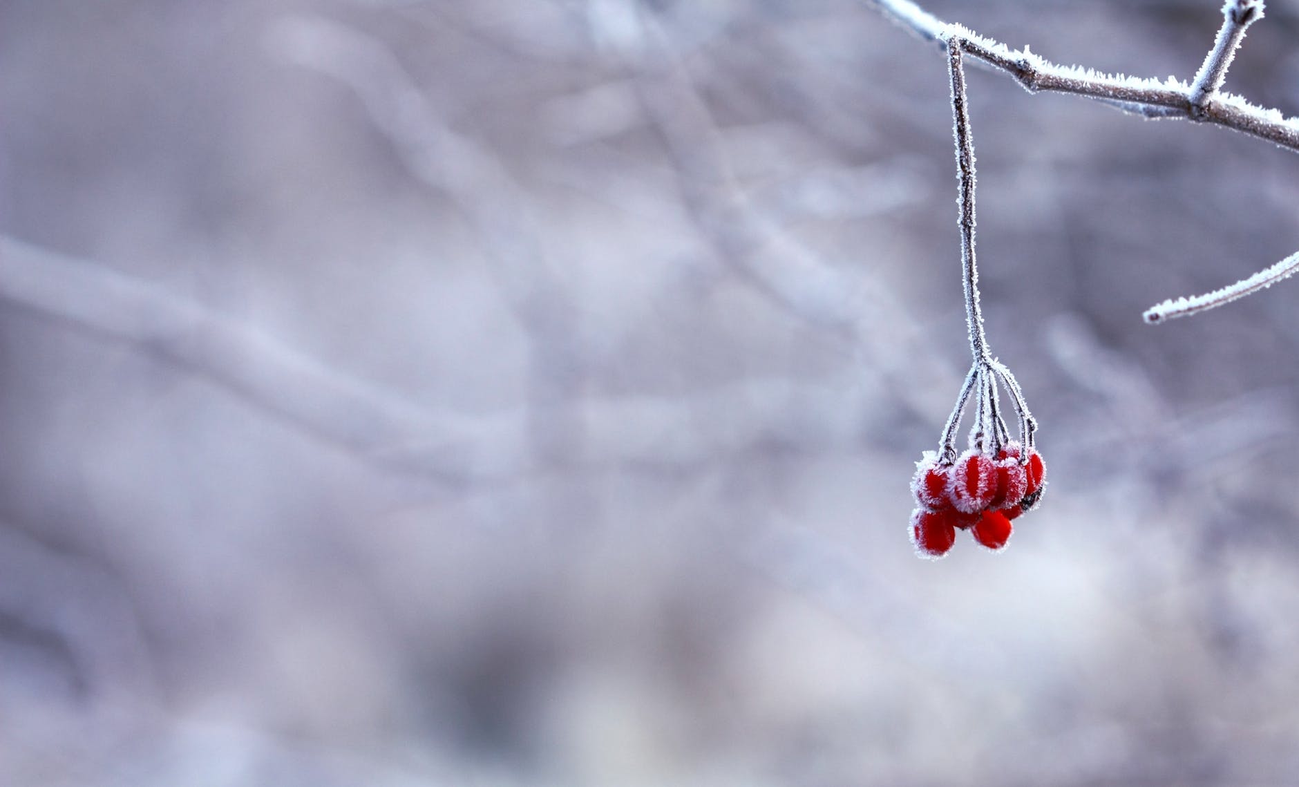 frozen-berries-red-fruits-64705.jpeg