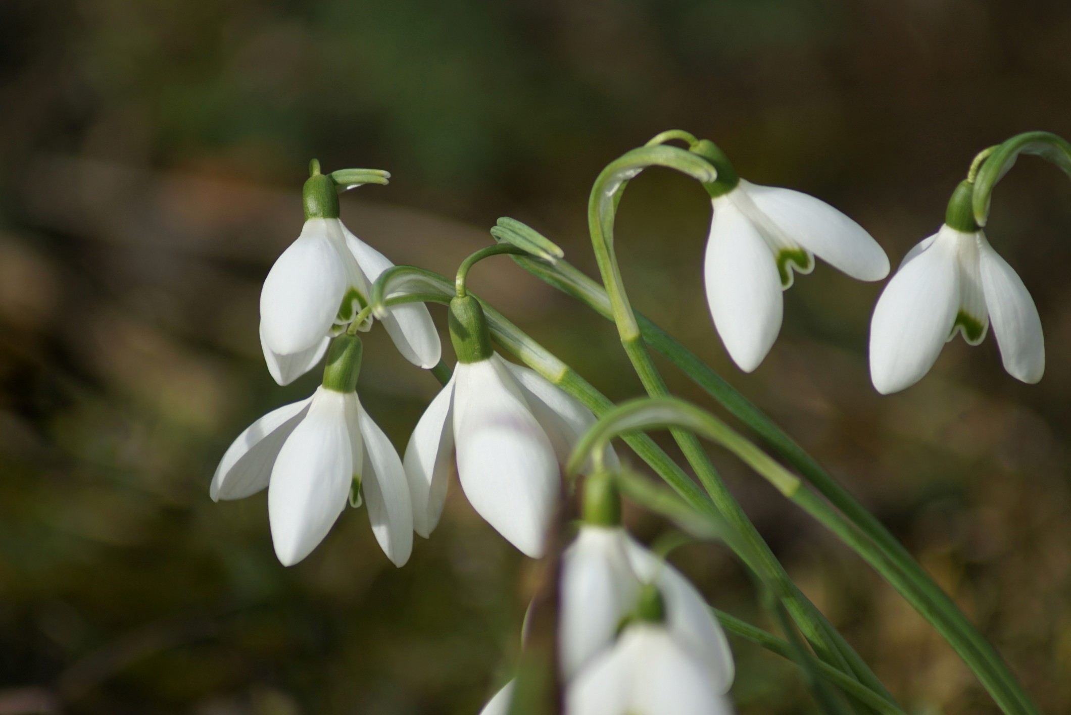 schneegl__ckchen_im_feb_2022.jpeg