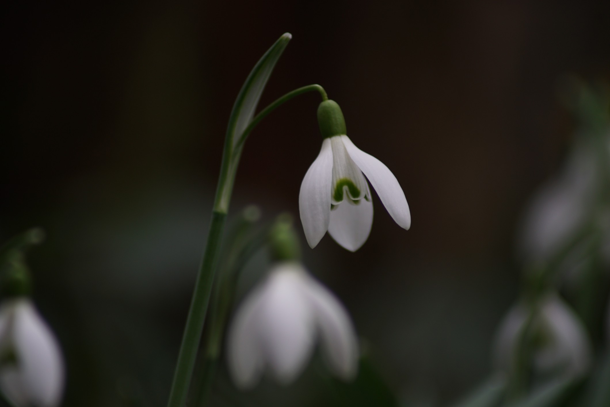 schneegl__ckchen_einzeln_feb_2022.jpg