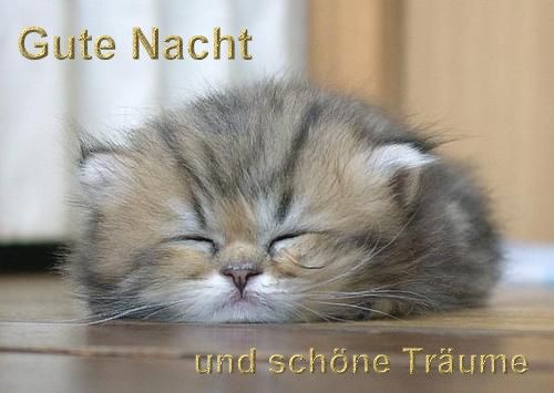 gute_nacht_und_sch__ne_tr__ume_katze__.jpg