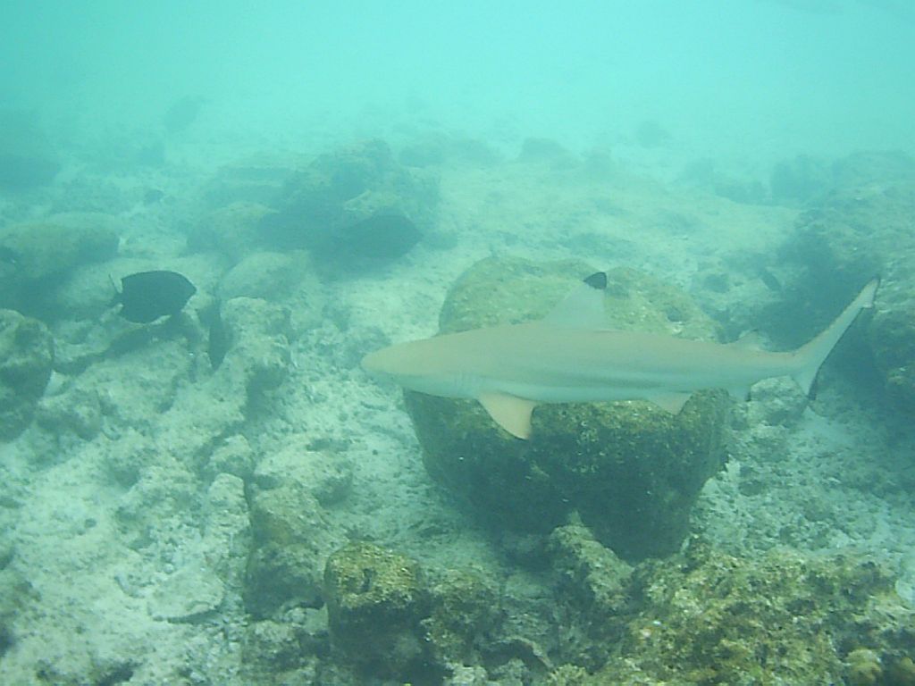 fisch06.jpg