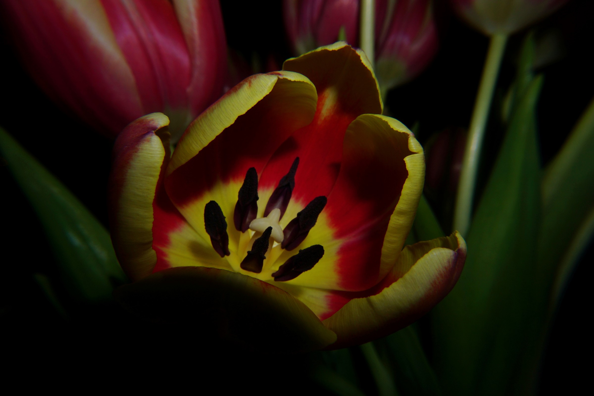 tulpen_vase_feb_2022.jpeg