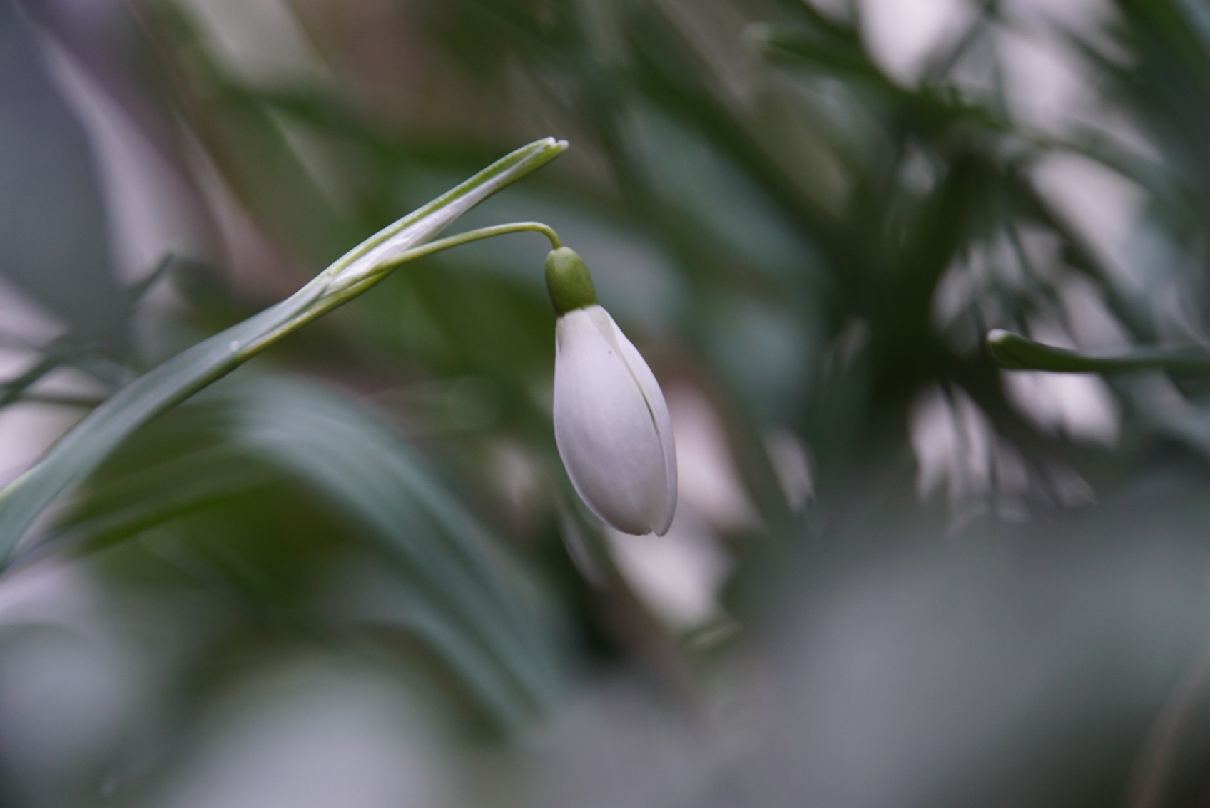 mehr_schneegl__ckchen_feb_2022.jpg