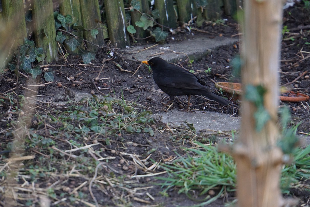 amsel_feb_2022.jpg