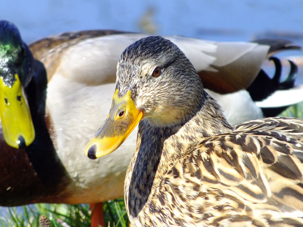 ente.jpg