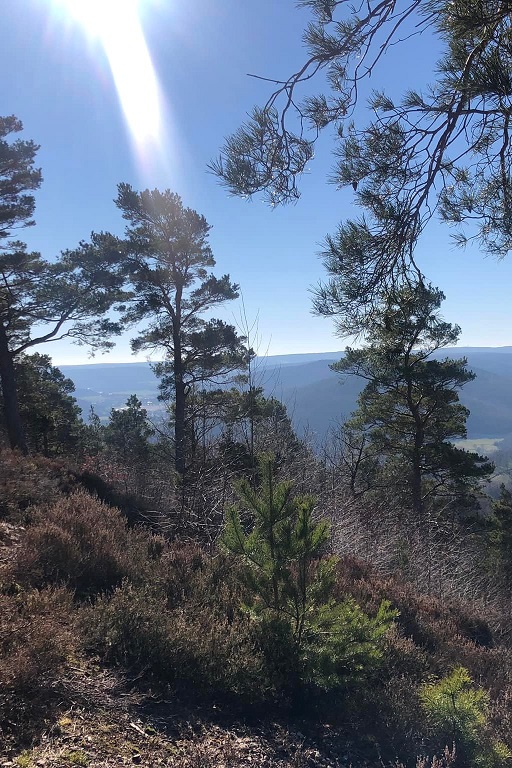 sonnen_im_wald.jpg