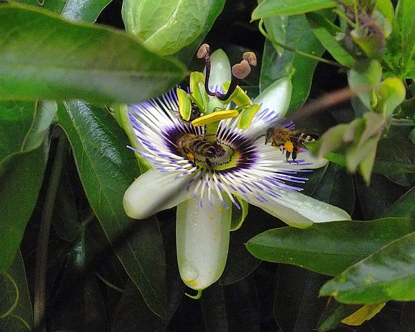 bienen02.jpg