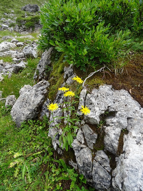 bild_eissee_blumen.jpg