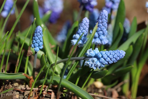 traubenhyazinthen-muscari-8024.jpg