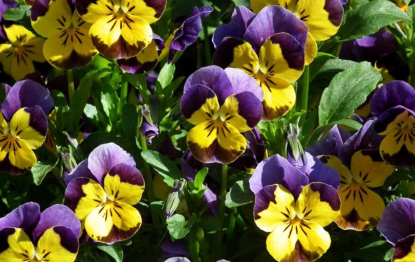 pansies-4814078_1920.jpg