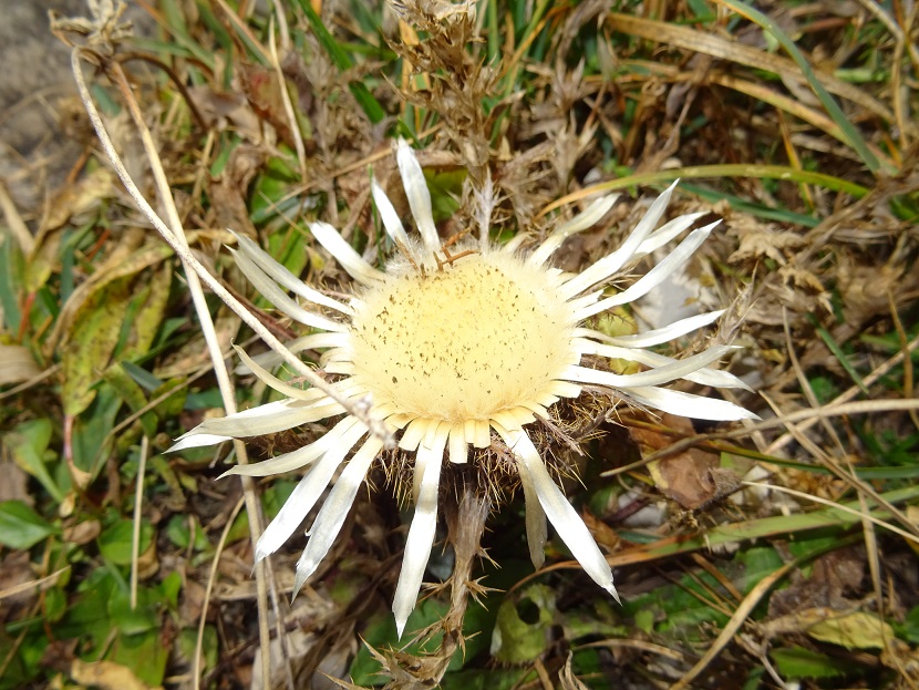 bild_ob_herbst_blume.jpg