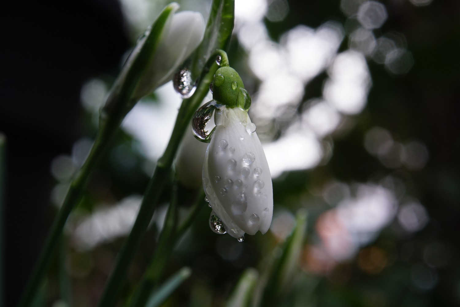 schneegl__ckchen_tropfen_2.jpg