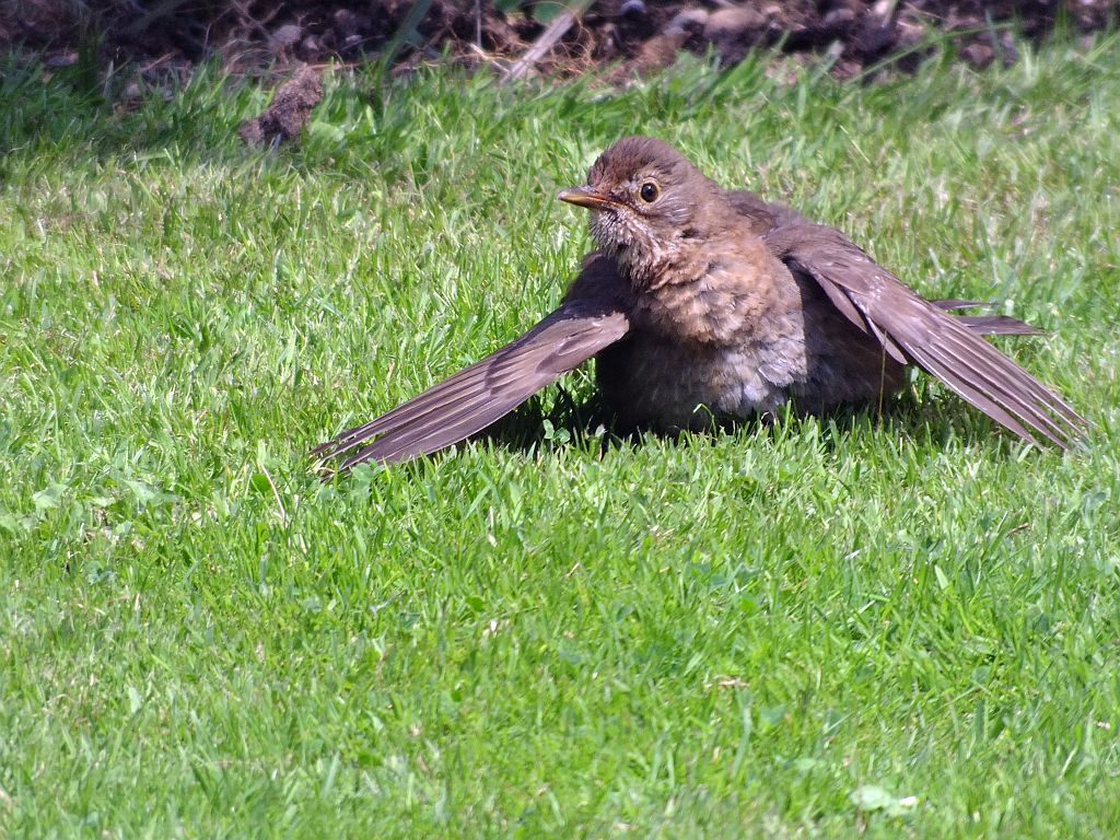 amsel_jung.jpg