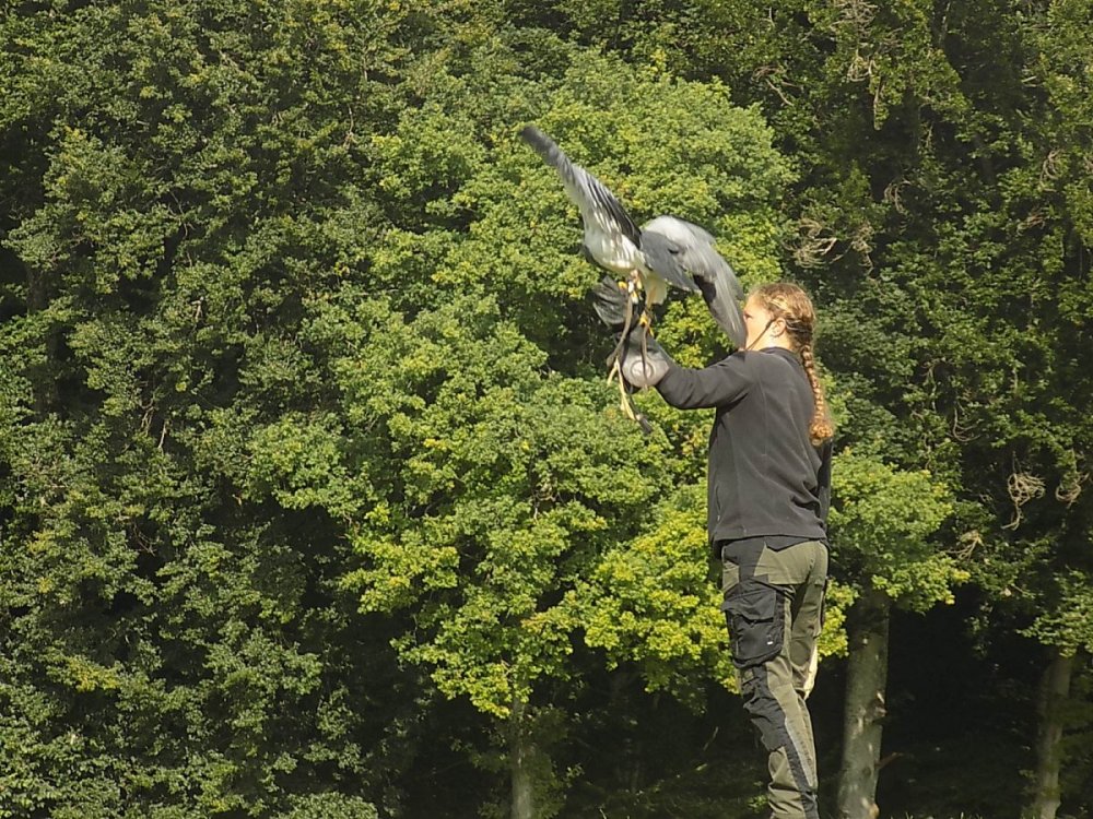 wei__kopfseeadler2.jpg