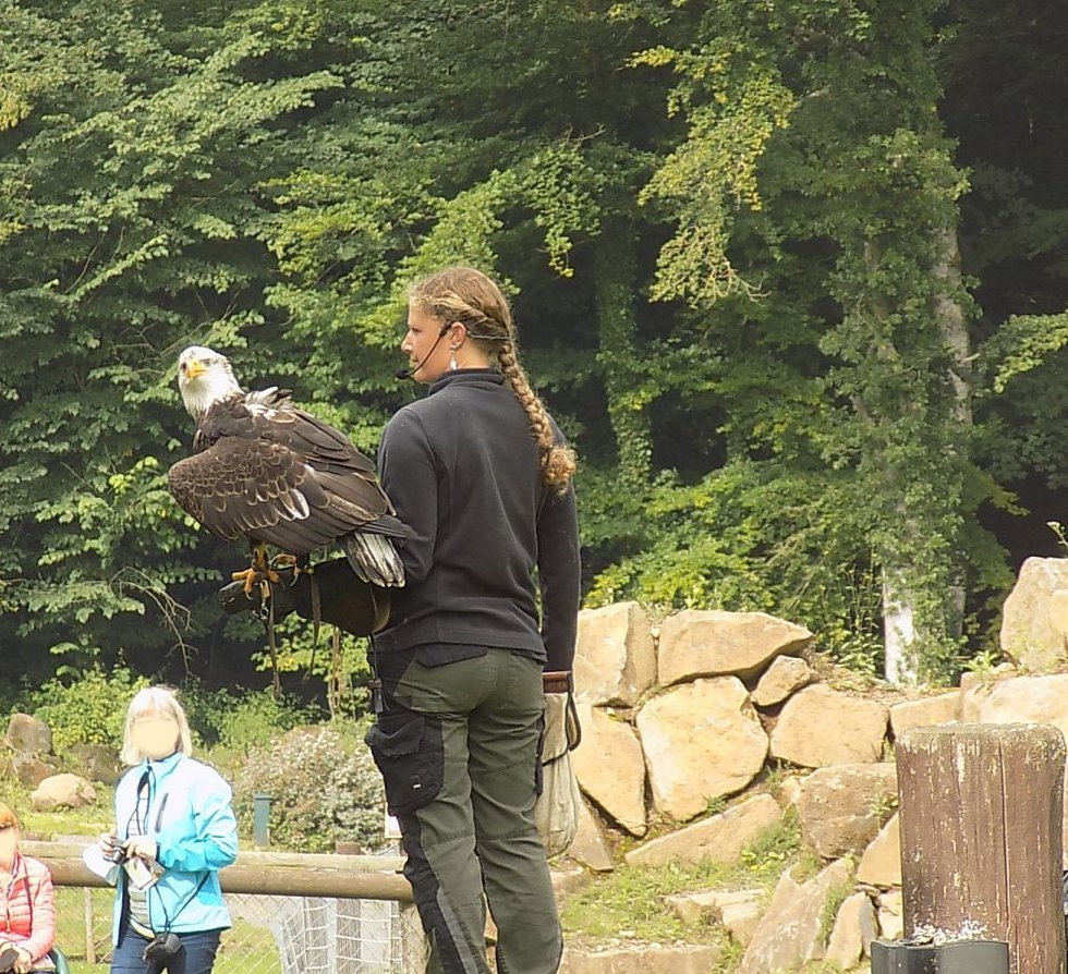 wei__kopfseeadler1.jpg