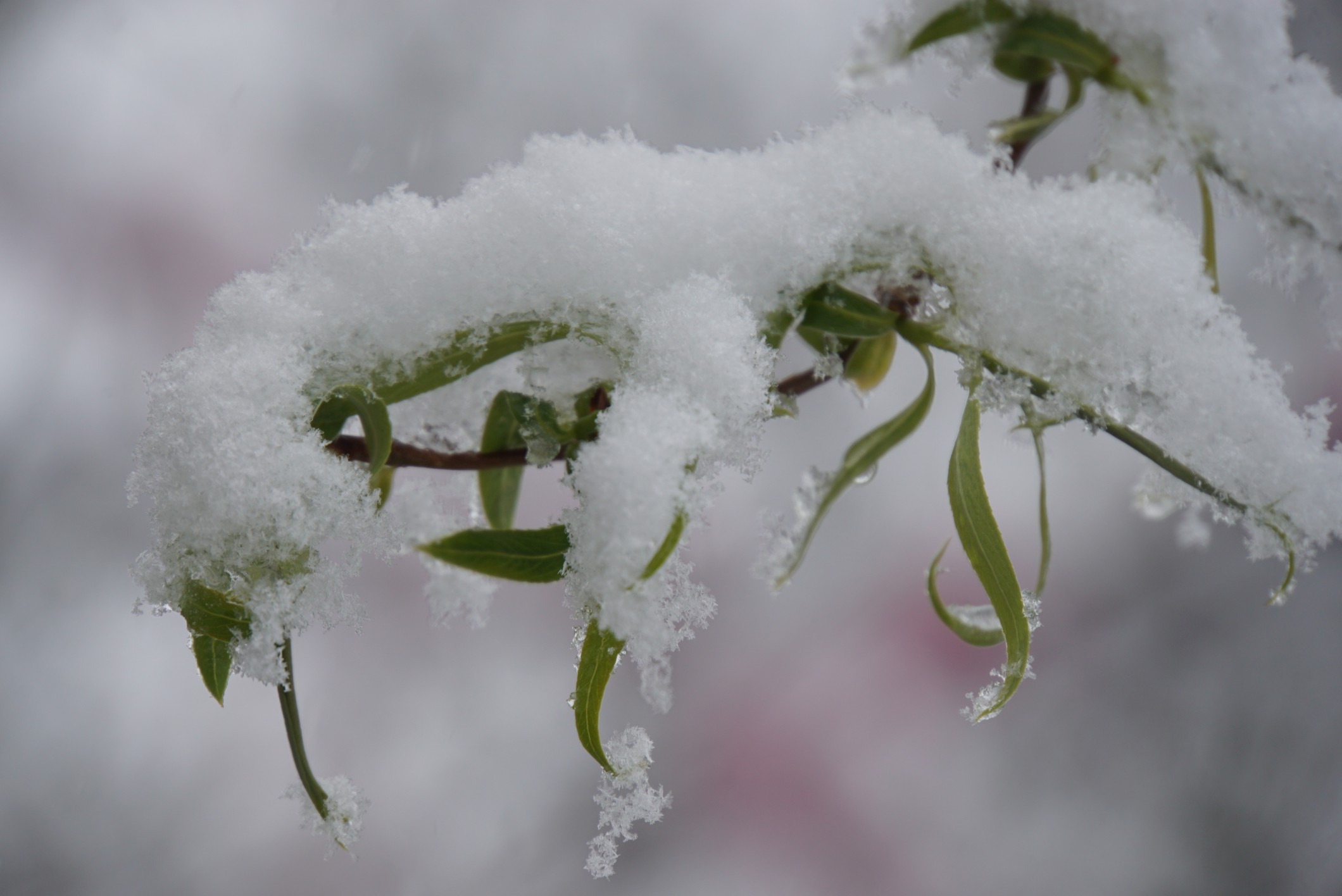 schnee_4_april_2022.jpg