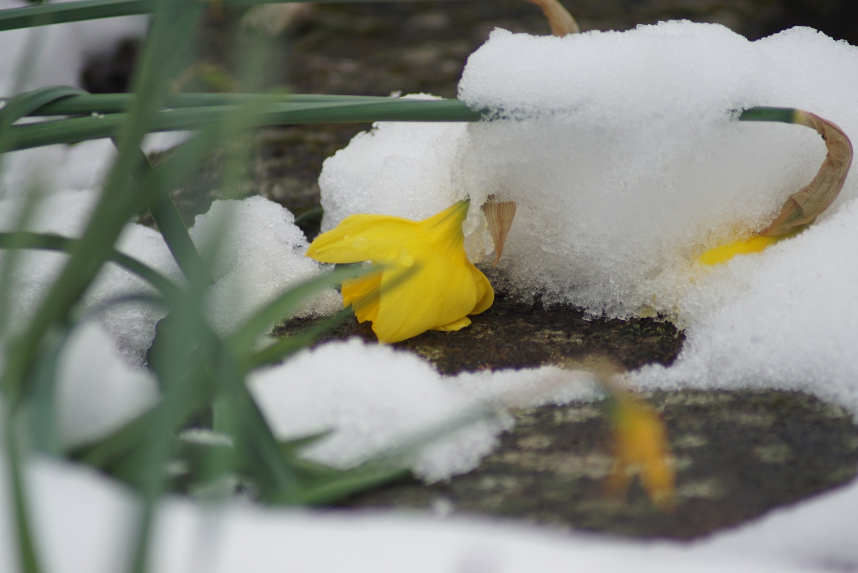 narzissen_im_schnee_april_2022.jpg