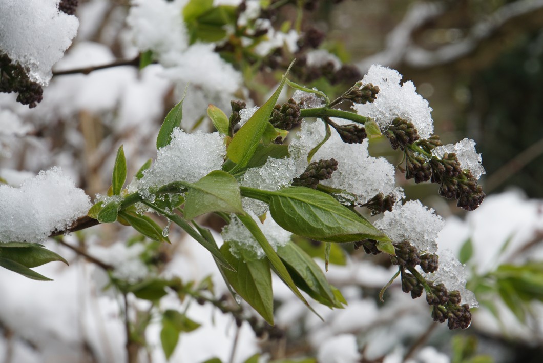 flieder_ist_schnee_april_2022.jpg