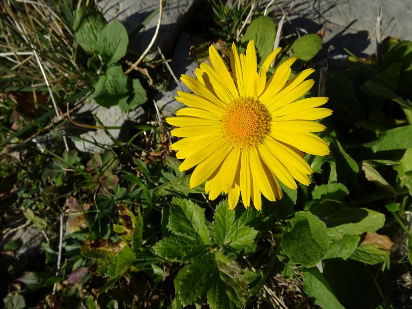 bild_ob_herbst_blume_4.jpg