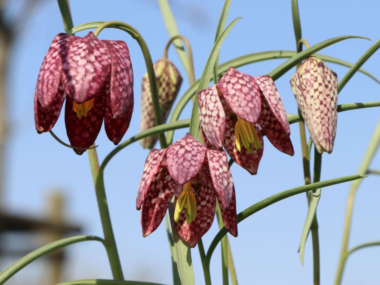 schachbrettblume-m044748_w_4.jpg