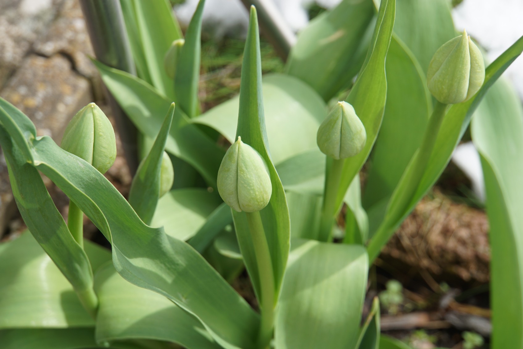 tulpen_april_2022.jpg