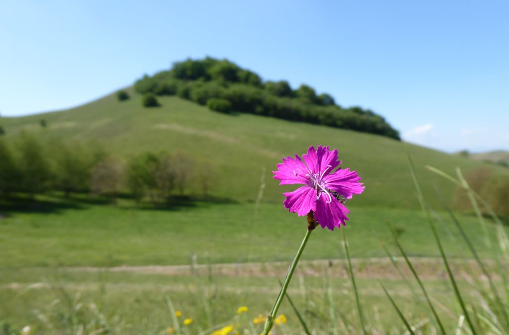 haselschacher_buck.jpg