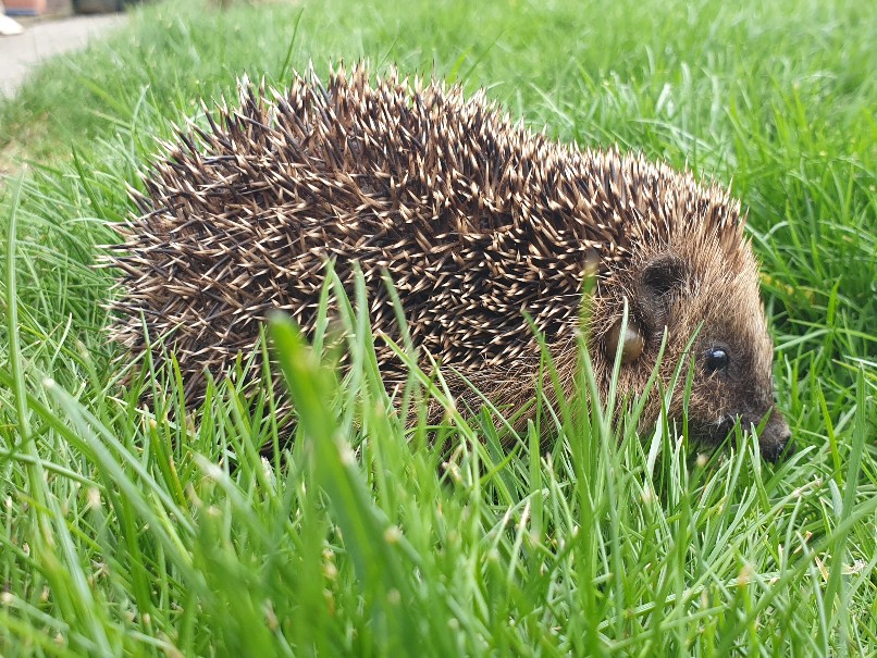 igel_april_2022.jpg