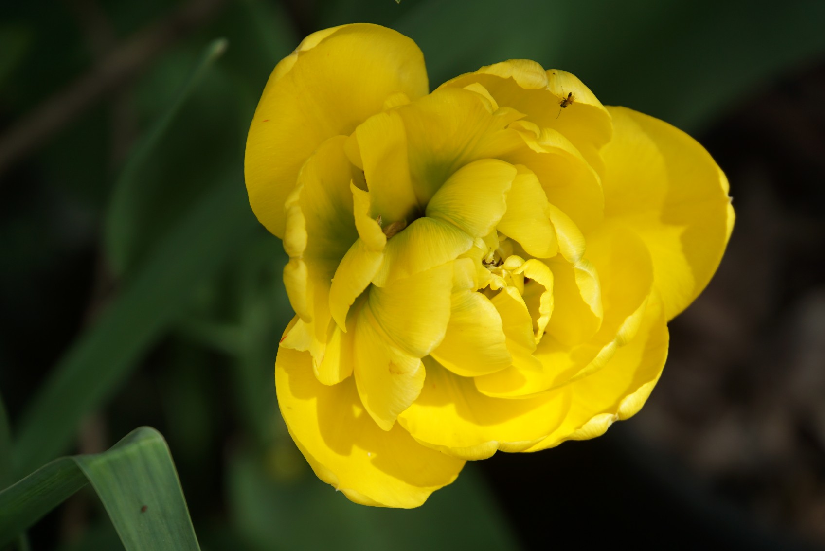 gef__llte_tulpe_april_2022.jpg