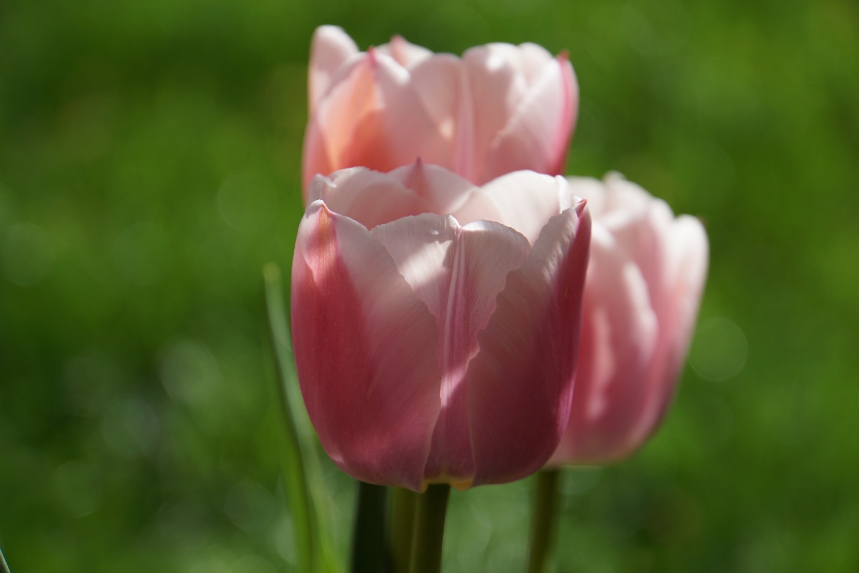 tulpen_3_april_2022.jpg