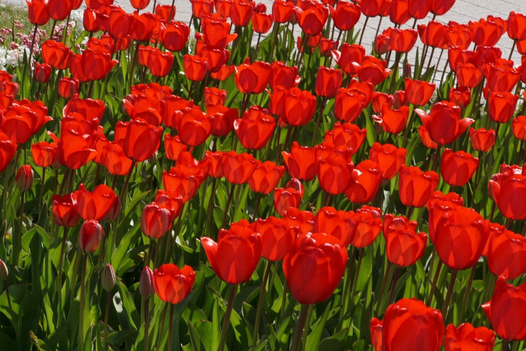 tulpen_innerorts_april_2022.jpg