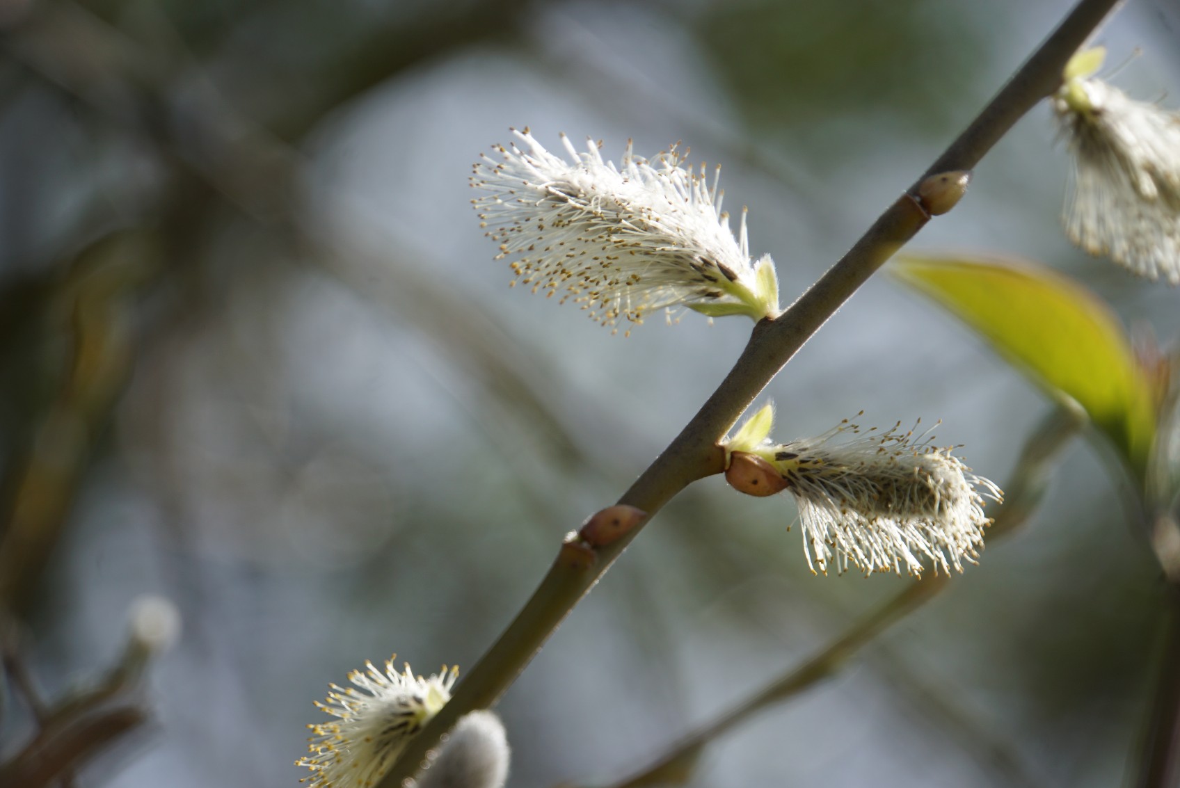 weidenk__tzchen_april_2022.jpg