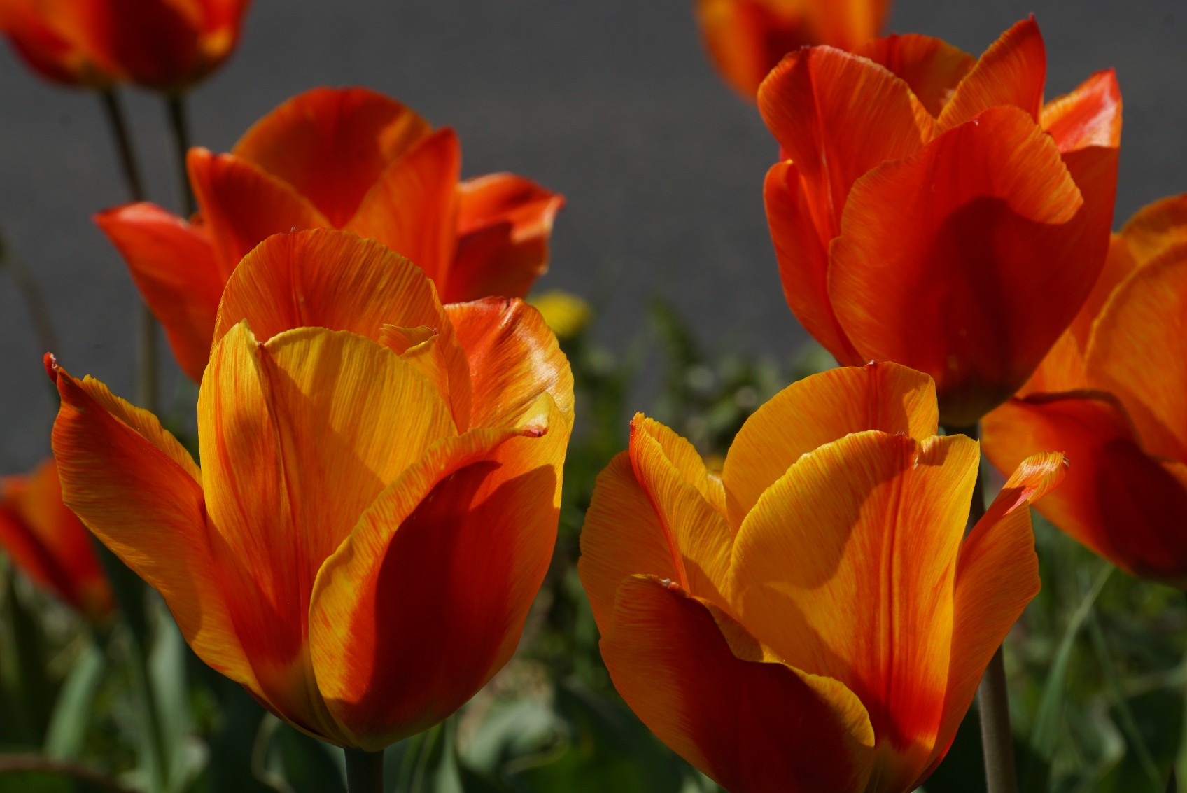 tulpen_gruppe_april_2022.jpg