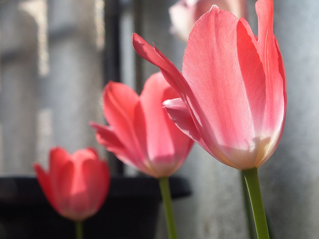 tulpen.jpg