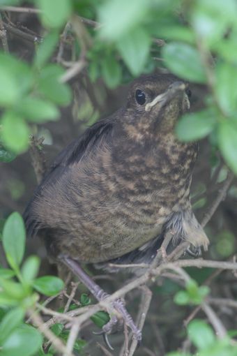 img_7583junge_amsel.jpg