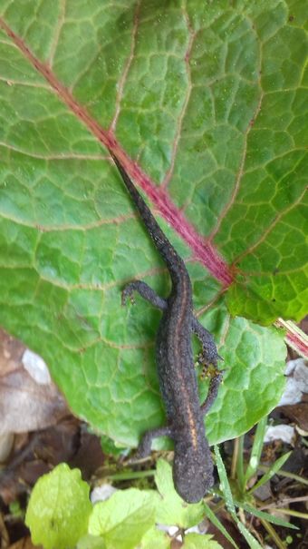 20220504_102948feuer_salamander.jpg
