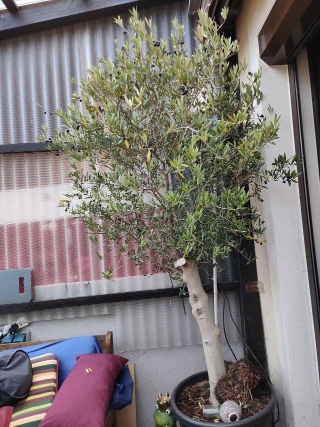 img20220504185036.jpg