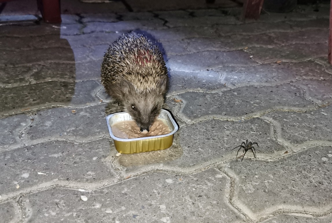 igel_und_spinne.jpeg