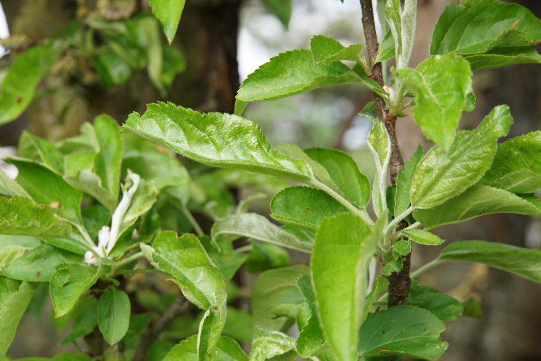 apfelbaum_ohne_bl__ten.jpg