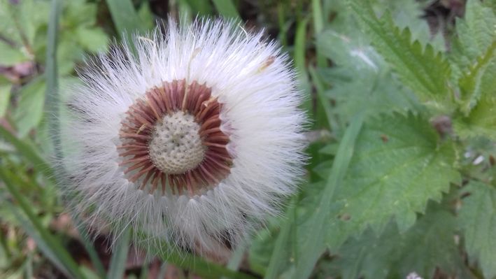 20220507_101734pusteblume2.jpg